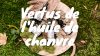 huile-de-chanvre-vertus